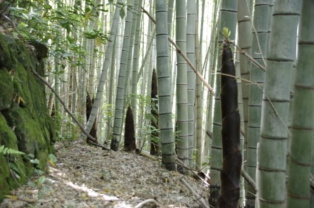 流しそうめんの竹の消毒は必要 使い始めと使った後の消毒法と保存法 にこにこライフ